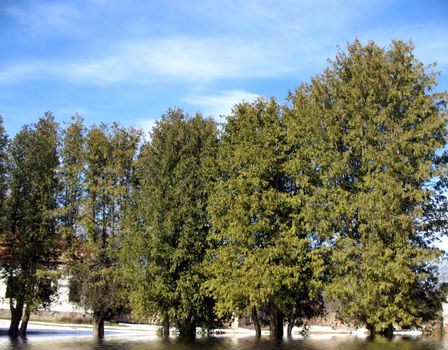 Trees in a water. European flood.