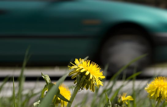 Dandelion on the roadside