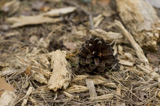 Pine cone on the ground