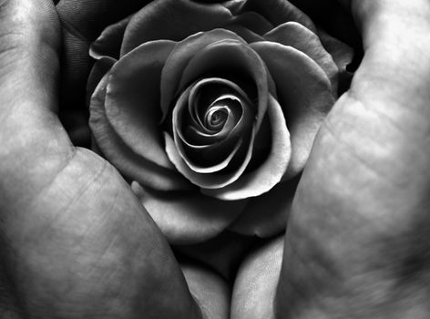 Two hands holding a rose, picure in black and white