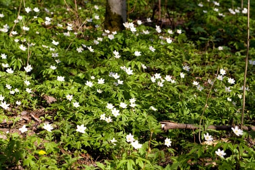 white flowers in the forest
