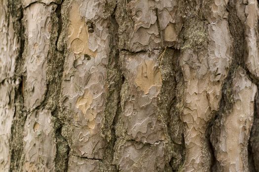 Pine bark in latvian forest