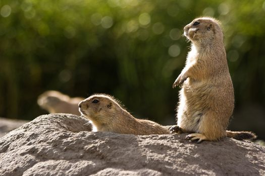 Three prairie dogs at the edge of their burrow