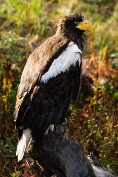 Steller's Sea Eagle. Mainly fish eating bird and biggest eagle in the world - vertical image