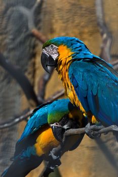 Yellow and blue parrots sitting on branch - vertical image