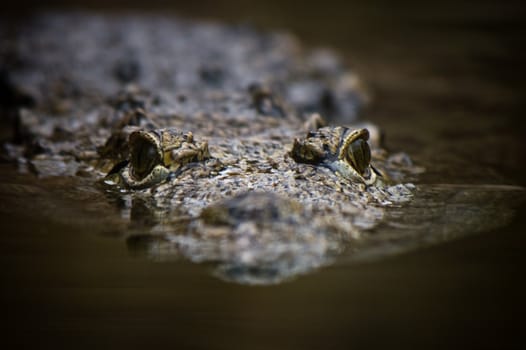 Big swimming crocodile in close view - horizontal image