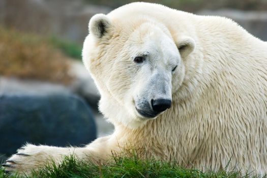 Polar bear laying down and looking backward