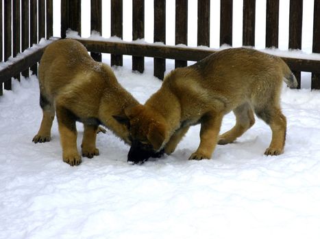 Two puppies play in the winter on a snow