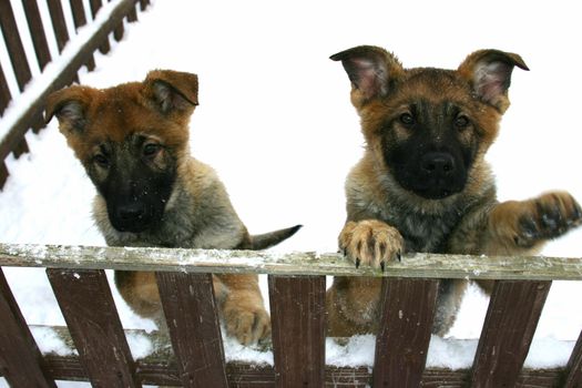 Two small puppies is looking at the photographer