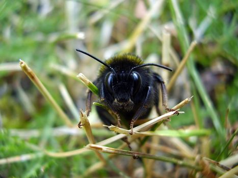 The small agressive bee in a grass.