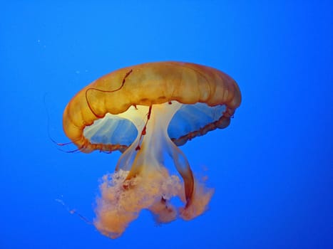 A jellyfish floating against a blue background.
