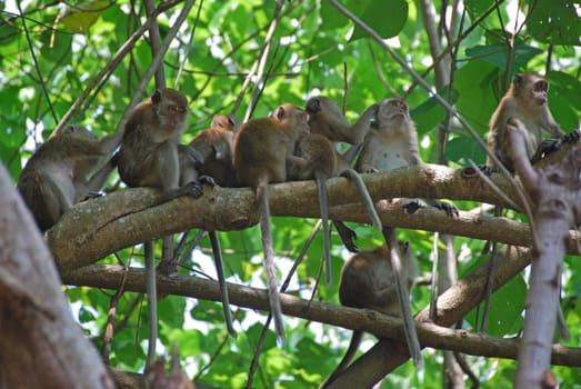 Monkeys in a tree