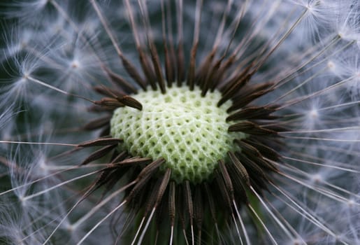 Dandelion flower with some seeds already blown away