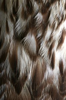 Macro of falcon feathers