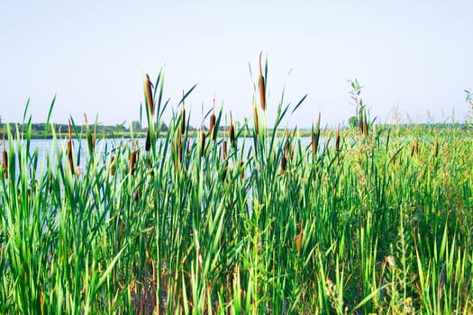 Thickets of a cane on the bank of quiet blue lake