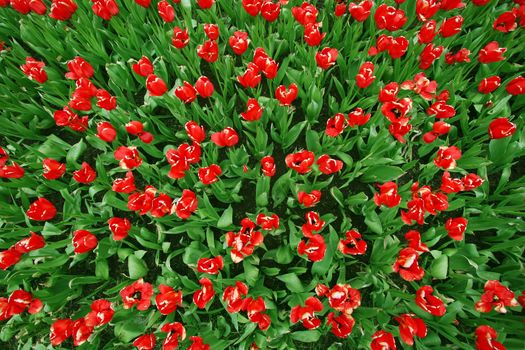 Beautiful tulip flowerbed seen from above - perfect for spring or summer designs
