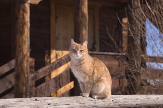 Tabby cat sitting on a porch of a country house
