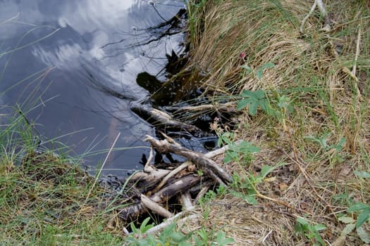 water and grass in the forest
