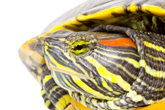 head and face of a turtle - Pseudemys scripta elegans - close up