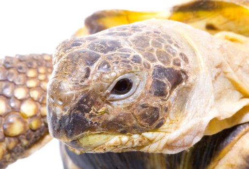 head and face of a tortoise - Testudo horsfieldi - on the white background - close up