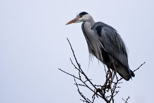 Grey heron standing on branch in tree 