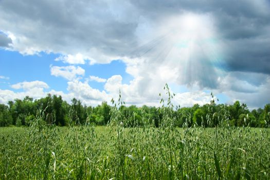 Summer grain growing in a farm field after before after rain showers