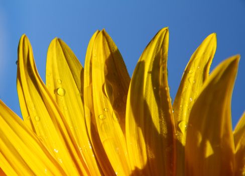 macro of sunflower petals and blue sky background