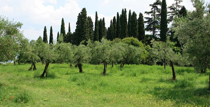 View on olive tree orchard and cypress trees in the distance