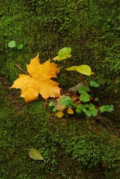 The stone covered by a moss with the fallen yellow maple leaf