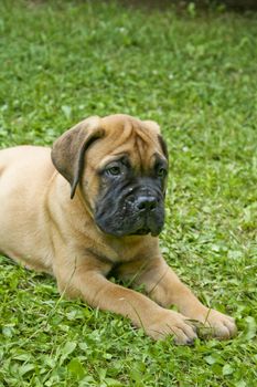 A bullmastiff puppy laying and listening somathing.