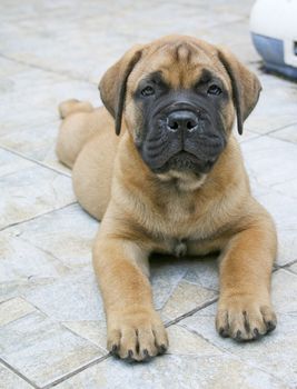 A sweet bullmastiff puppy laying on the ground.