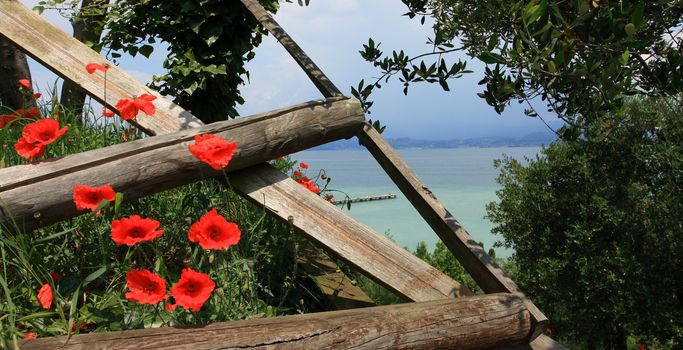 Red poppies and lake in the distance