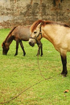 Horse tied up by the tree and eat grass.