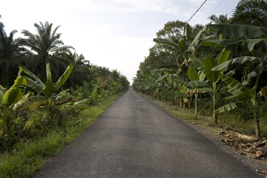 Road at a countryside in a tropical country.