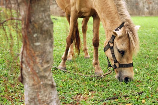 Horse tied up by the tree and eat grass.