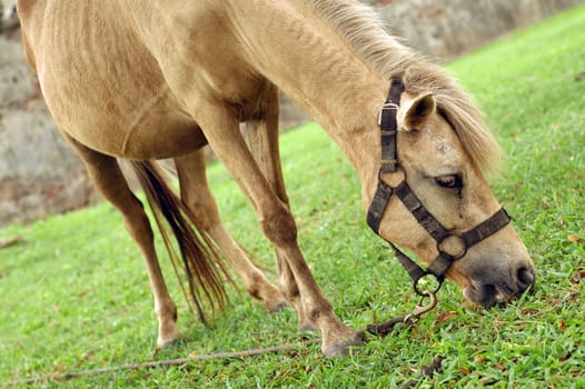 Horse tied up by the tree and eat grass.