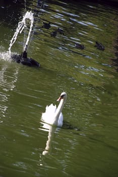 beautiful swan on a quiet lake, on a sunny summer day