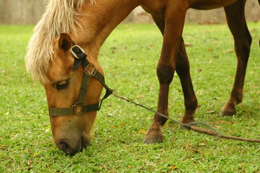 Horse tied up by the tree and eat grass.