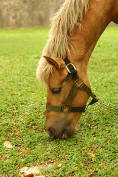 Horse tied up by the tree and eat grass.