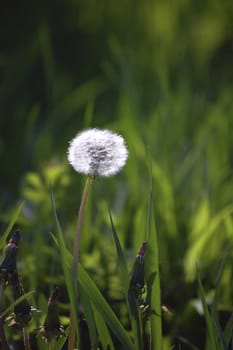 dandelion in the sun, in the spring