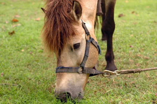 Horse tied up by the tree and eat grass.