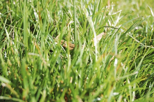 green grass, in the early spring