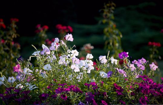 lovely petunia of all colors, in the spring