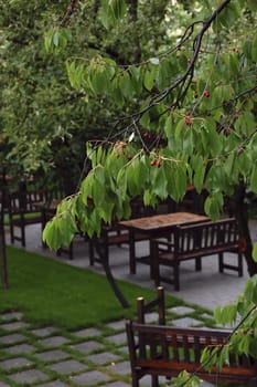 cute little garden in late spring, cherry tree and wooden benches