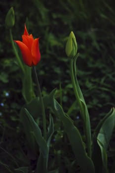 mother and baby tulip, in the spring