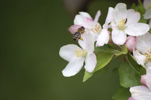 spring frlowers and insects