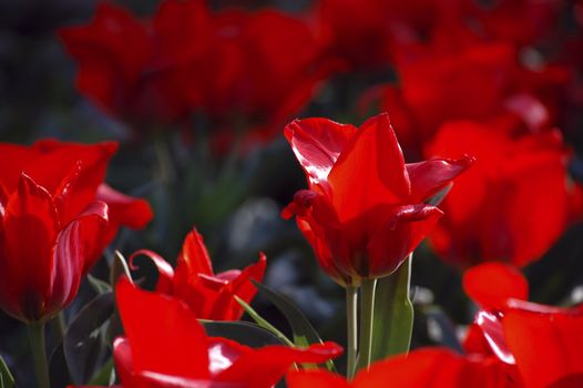 lovely vibrant red tulips, in the sun, early spring