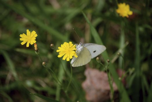 small white butterfly, resting on a dandelion, in the summer
