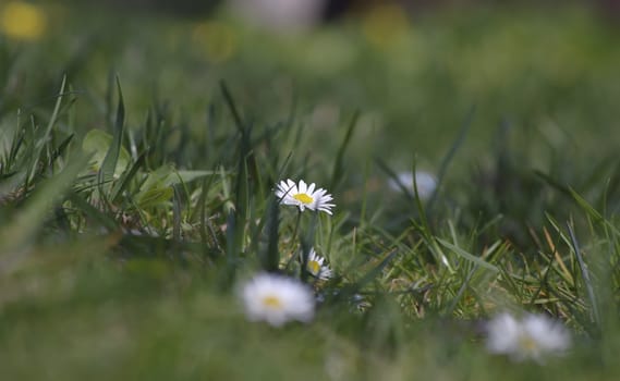 ant's eye view on wild daisies in the spring