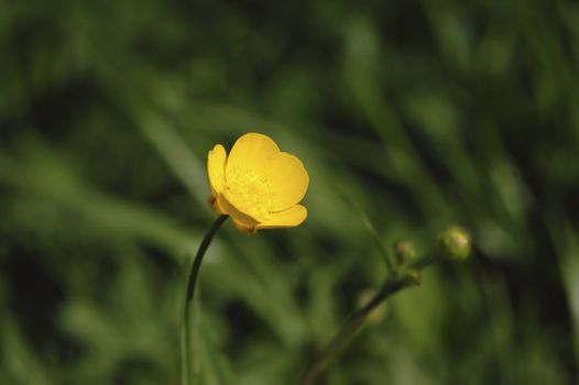 wild yellow small flower, in the spring